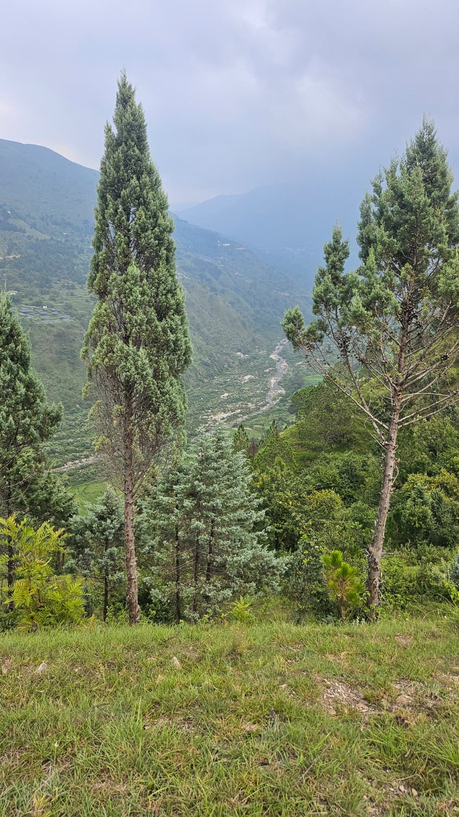 A grass clearing on the land edged with pine and cypress, looking down the valley