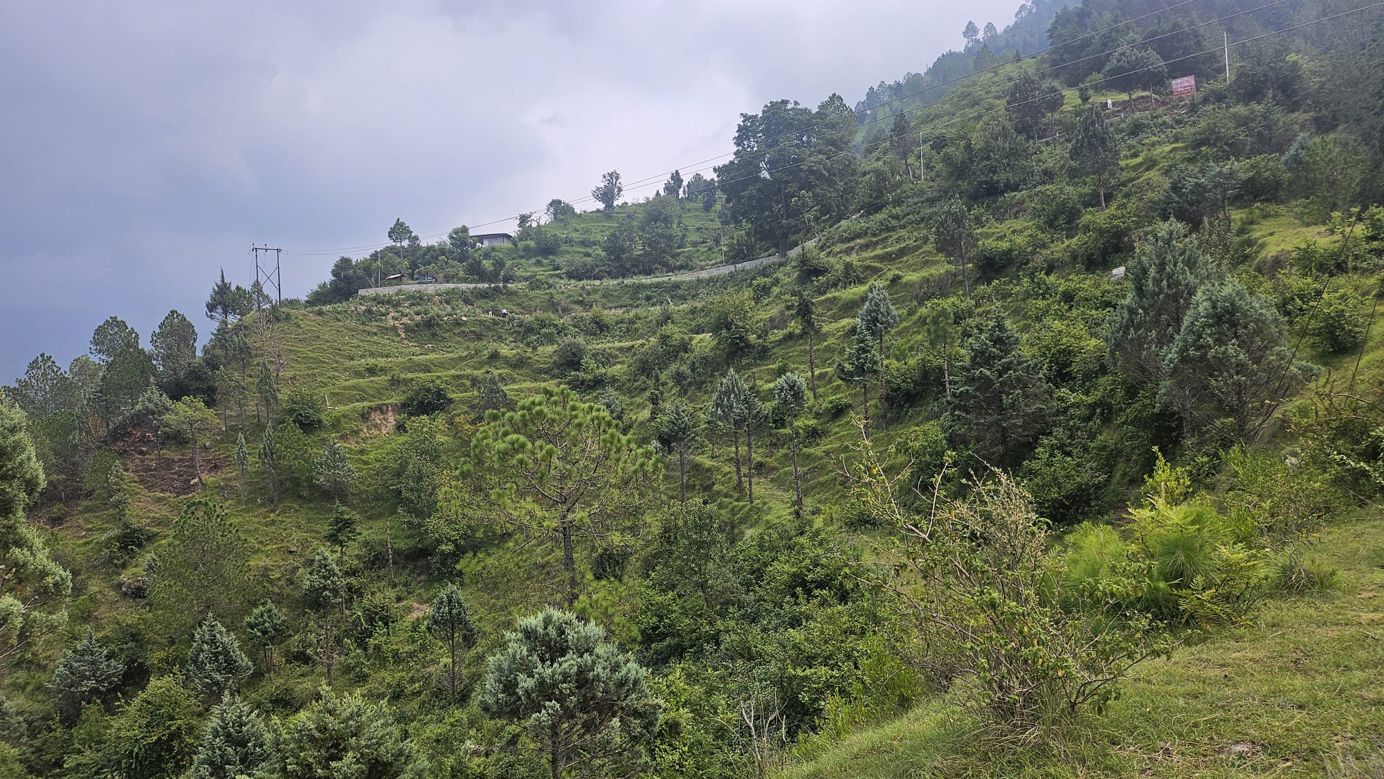Terraced hillside on the land with chir pine, under a monsoon sky