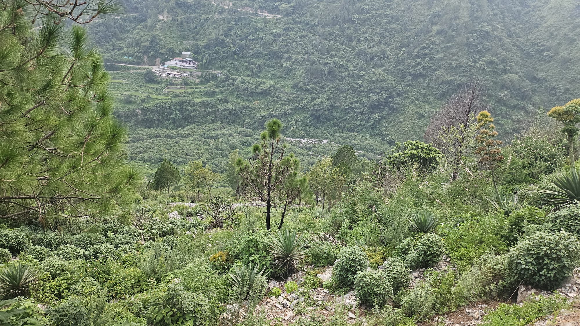 Chir pine and scrub on the land with the village and valley floor beyond